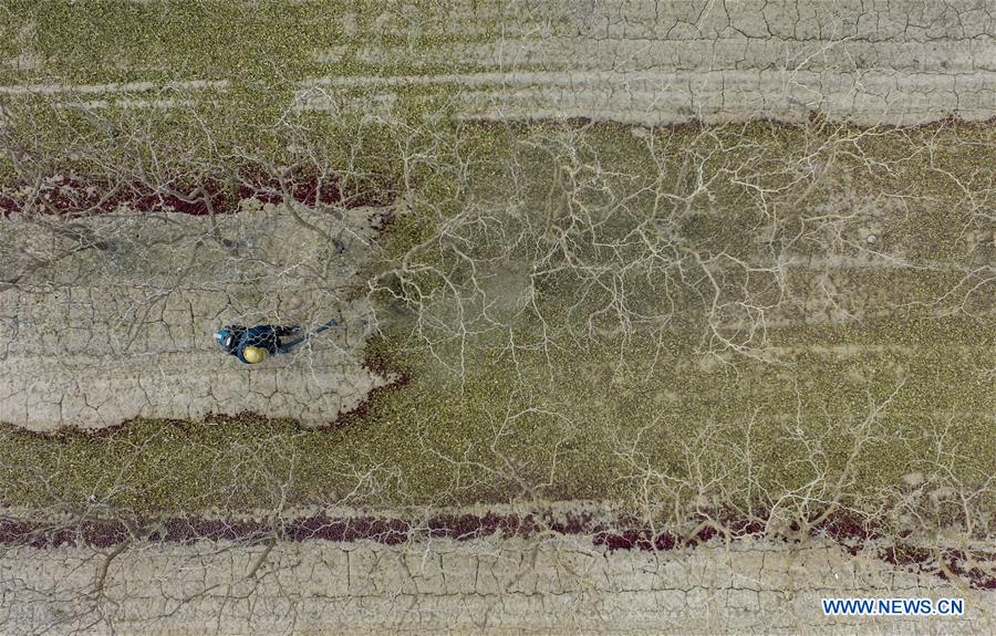 CHINA-XINJIANG-ONLINES BUSINESS-RED JUJUBE (CN)