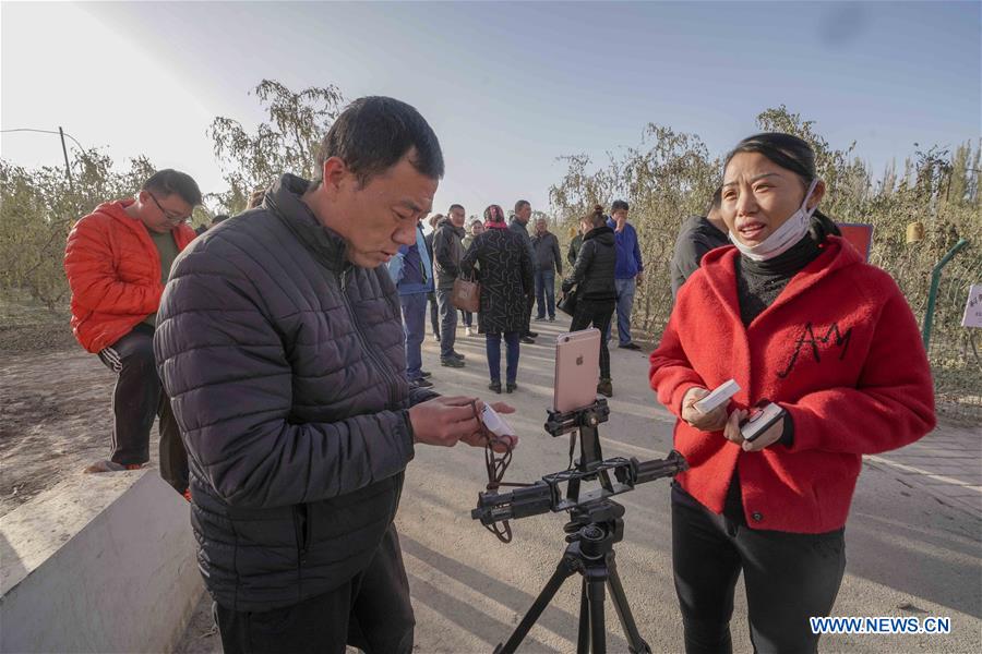 CHINA-XINJIANG-ONLINES BUSINESS-RED JUJUBE (CN)