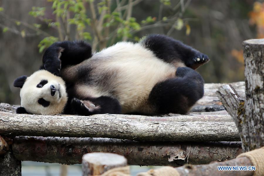 CHINA-SICHUAN-JIUZHAIGOU-GIANT PANDA-DEBUT (CN)