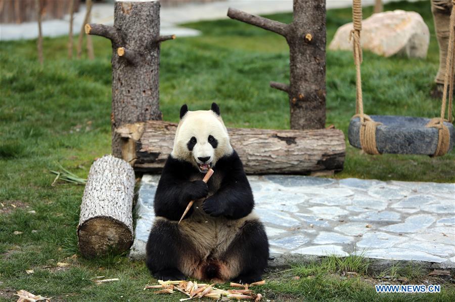 CHINA-SICHUAN-JIUZHAIGOU-GIANT PANDA-DEBUT (CN)