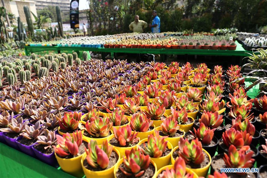 EGYPT-GIZA-AUTUMN HORTICULTURE EXPO