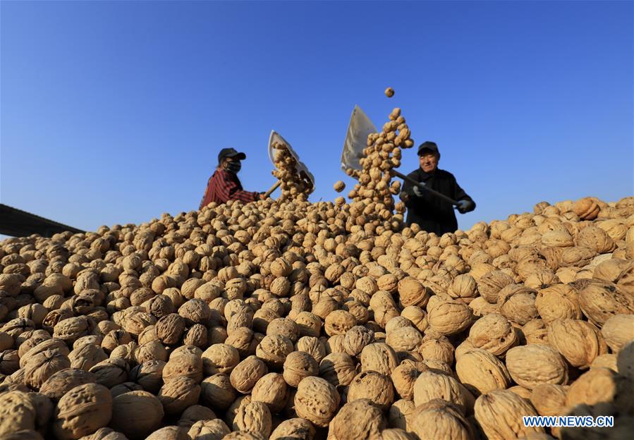 CHINA-HEBEI-NUTS-HARVEST (CN)