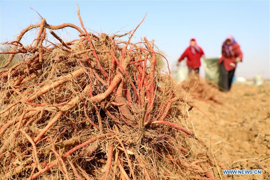 CHINA-HEBEI-TANGSHAN-DANSHEN-HARVEST (CN)