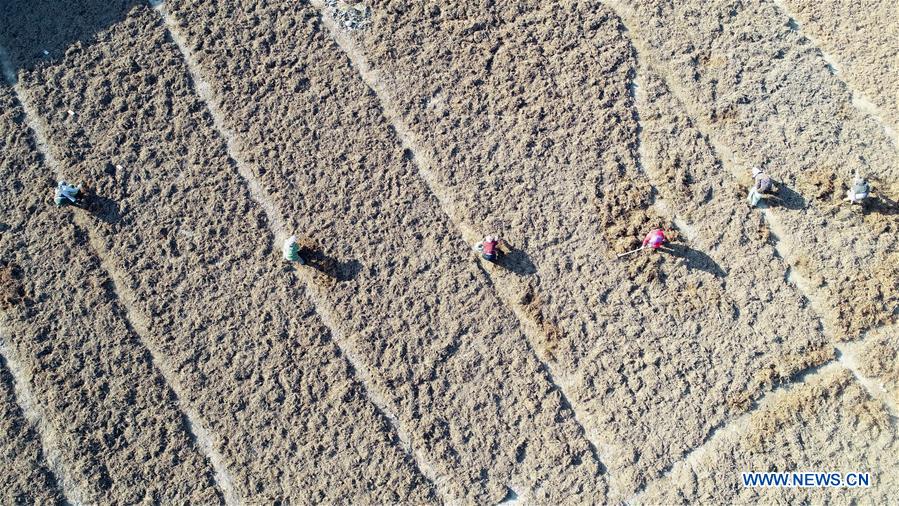 CHINA-HEBEI-TANGSHAN-DANSHEN-HARVEST (CN)