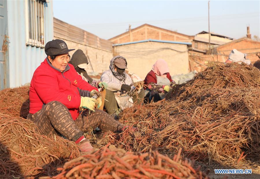CHINA-HEBEI-TANGSHAN-DANSHEN-HARVEST (CN)