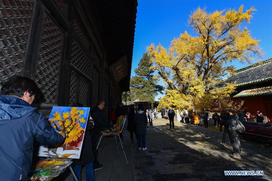 CHINA-BEIJING-DAJUE TEMPLE-GINKGO (CN)