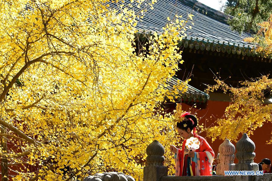 CHINA-BEIJING-DAJUE TEMPLE-GINKGO (CN)