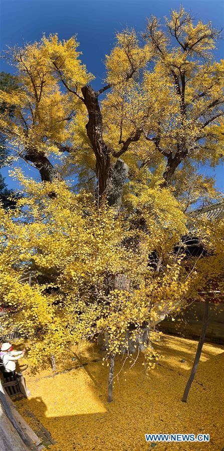 CHINA-BEIJING-DAJUE TEMPLE-GINKGO (CN)