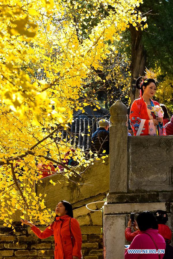 CHINA-BEIJING-DAJUE TEMPLE-GINKGO (CN)
