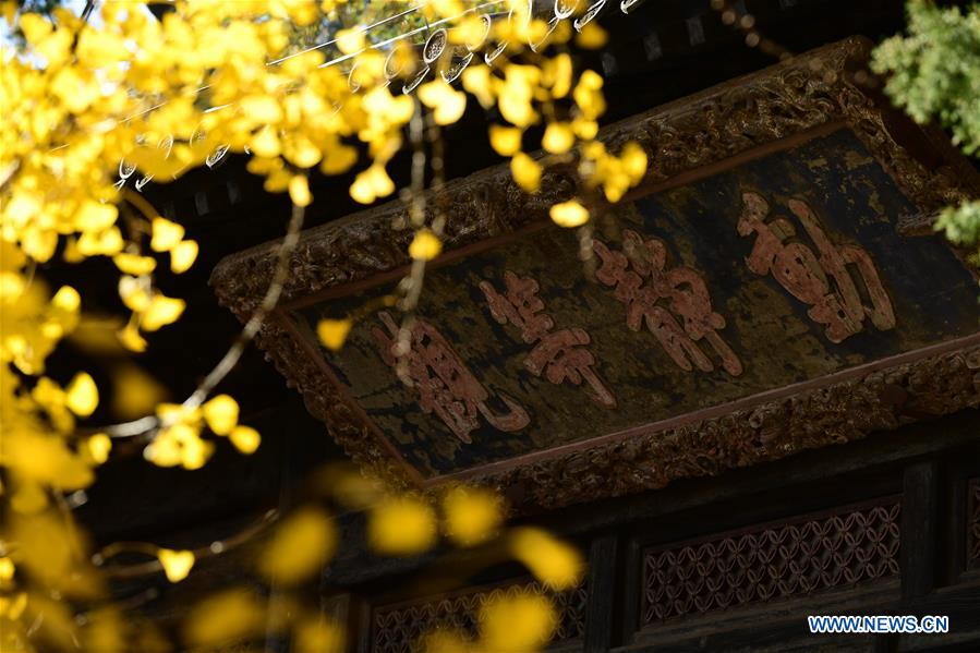 CHINA-BEIJING-DAJUE TEMPLE-GINKGO (CN)