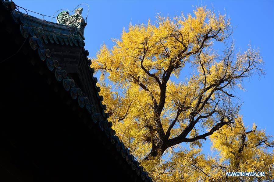 CHINA-BEIJING-DAJUE TEMPLE-GINKGO (CN)
