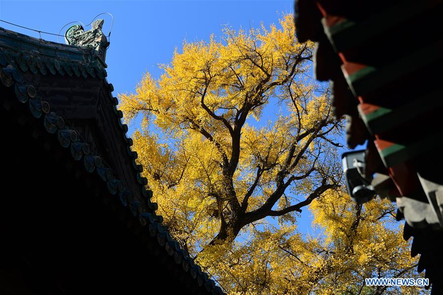 CHINA-BEIJING-DAJUE TEMPLE-GINKGO (CN)