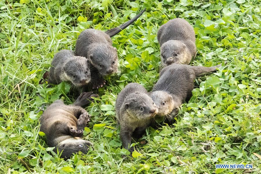 SINGAPORE-SMOOTH-COATED-OTTERS
