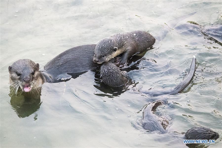 SINGAPORE-SMOOTH-COATED-OTTERS