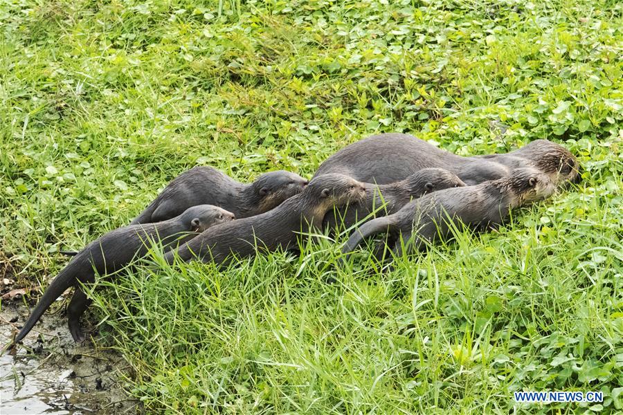 SINGAPORE-SMOOTH-COATED-OTTERS