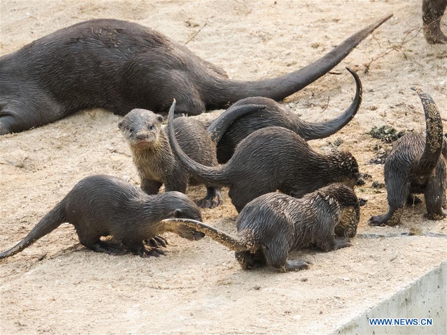 SINGAPORE-SMOOTH-COATED-OTTERS