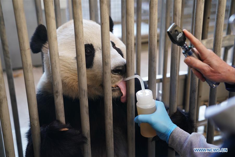 Xinhua Headlines: Bei Bei's farewell party epitomizes love for giant pandas, China-U.S. friendship