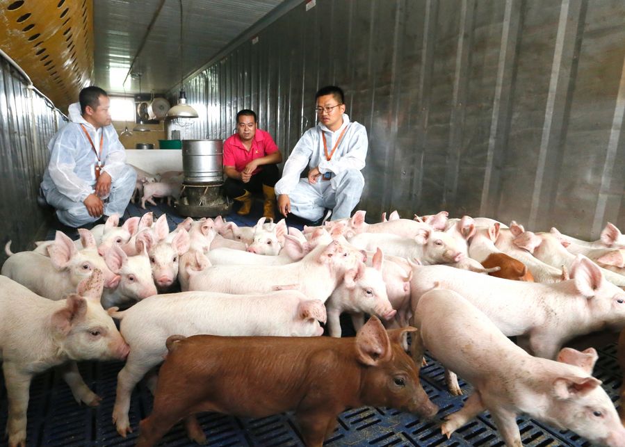 Smart tech helps whole-hog reshaping of China's pig-raising industry -  Xinhua 