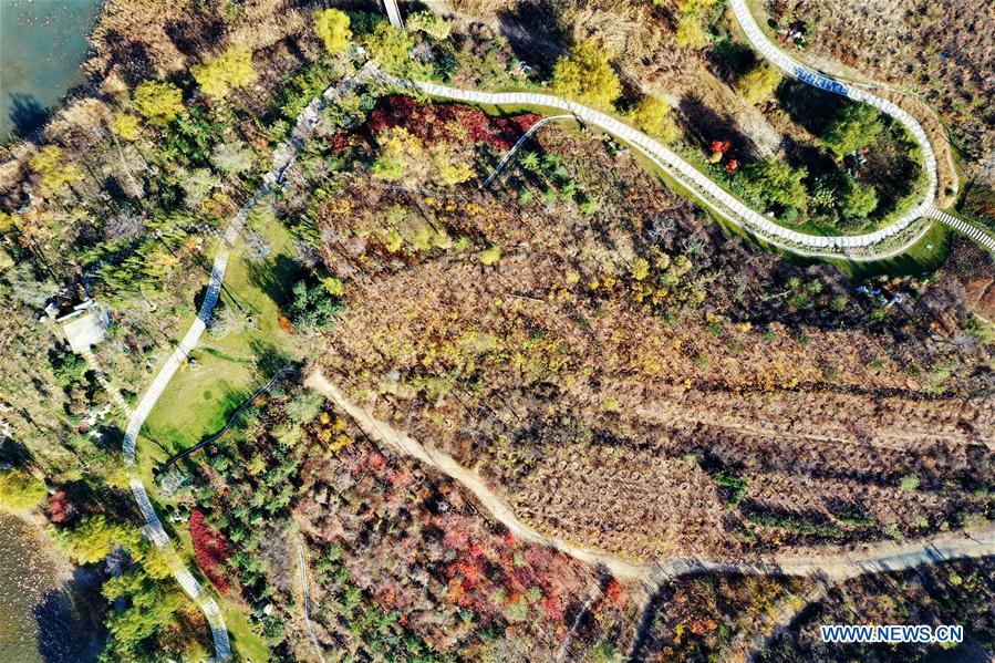 CHINA-HEBEI-HANDAN-AUTUMN SCENERY (CN)