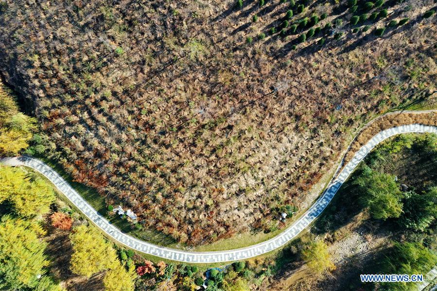 CHINA-HEBEI-HANDAN-AUTUMN SCENERY (CN)