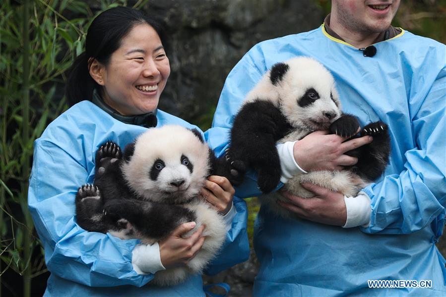 BELGIUM-BRUGELETTE-PAIRI DAIZA-ZOO-PANDA TWINS-OFFICIAL NAME