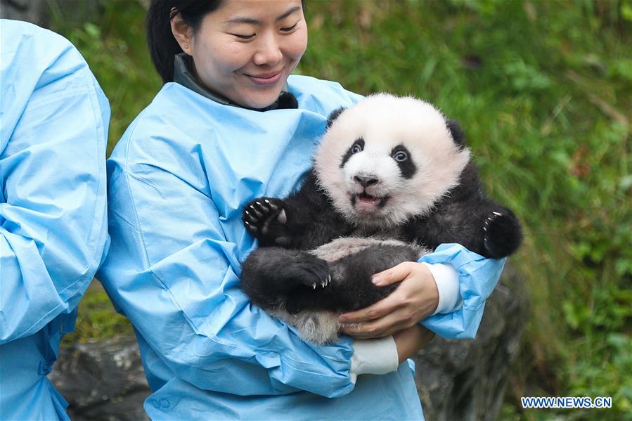 BELGIUM-BRUGELETTE-PAIRI DAIZA-ZOO-PANDA TWINS-OFFICIAL NAME
