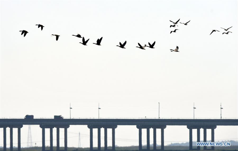 CHINA-JIANGXI-NANCHANG-MIGRANT BIRDS (CN)