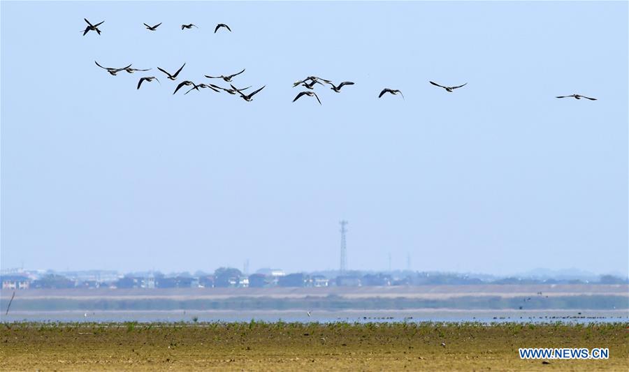 CHINA-JIANGXI-NANCHANG-MIGRANT BIRDS (CN)