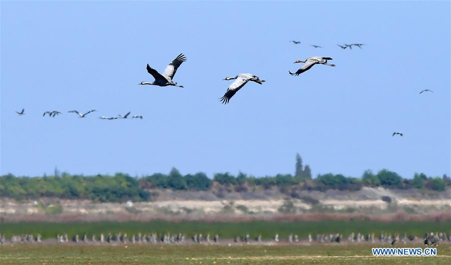 CHINA-JIANGXI-NANCHANG-MIGRANT BIRDS (CN)