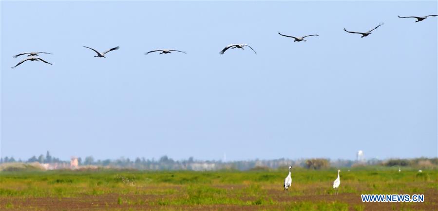 CHINA-JIANGXI-NANCHANG-MIGRANT BIRDS (CN)