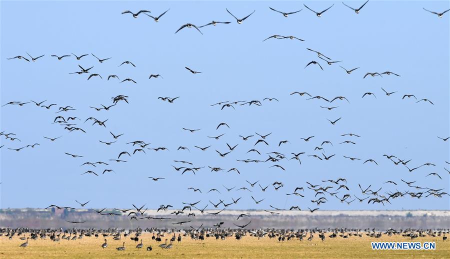 CHINA-JIANGXI-NANCHANG-MIGRANT BIRDS (CN)