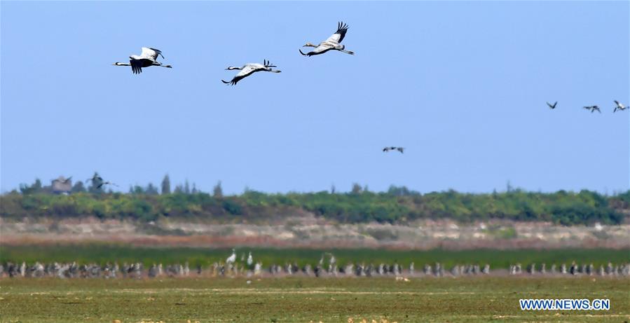 CHINA-JIANGXI-NANCHANG-MIGRANT BIRDS (CN)