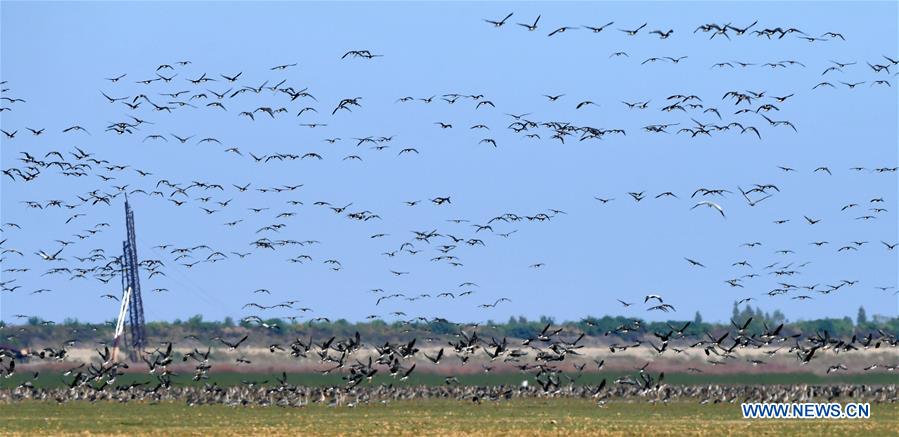 CHINA-JIANGXI-NANCHANG-MIGRANT BIRDS (CN)
