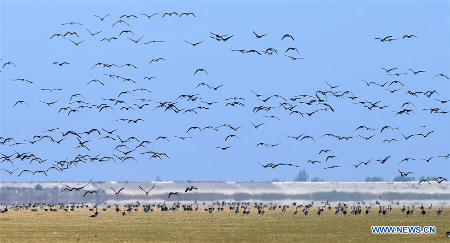 CHINA-JIANGXI-NANCHANG-MIGRANT BIRDS (CN)