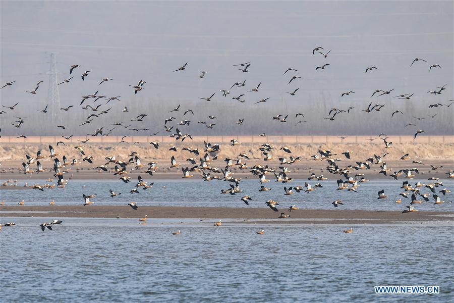 CHINA-INNER MONGOLIA-MIGRANT BIRDS (CN)