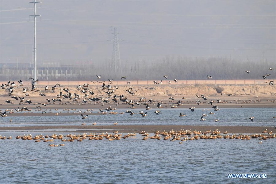 CHINA-INNER MONGOLIA-MIGRANT BIRDS (CN)