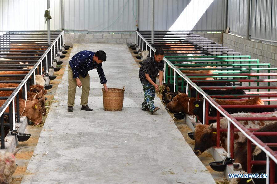 CHINA-GUANGXI-DAHUA-POVERTY ALLEVIATION (CN)