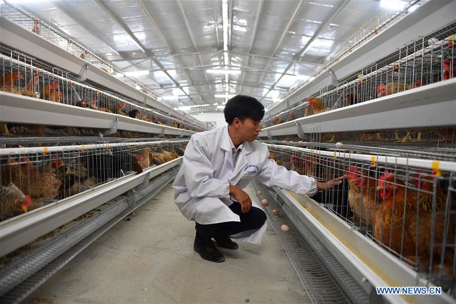 CHINA-GUANGXI-DAHUA-POVERTY ALLEVIATION (CN)