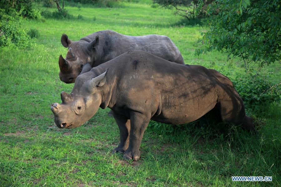 RWANDA-AKAGERA NATIONAL PARK-REINTRODUCTION-LIONS AND RHINOS