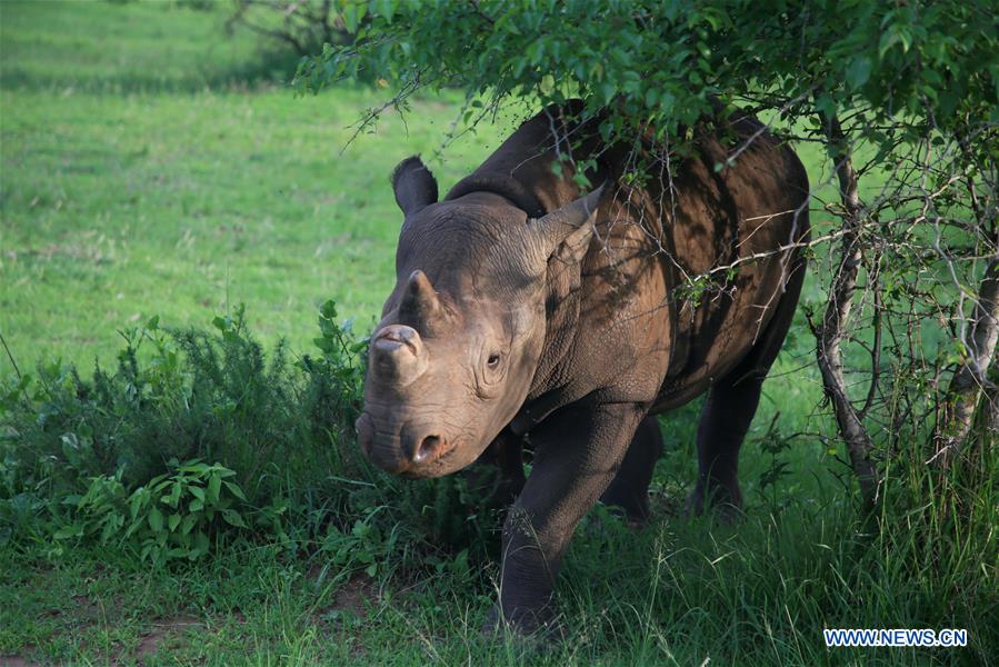 RWANDA-AKAGERA NATIONAL PARK-REINTRODUCTION-LIONS AND RHINOS