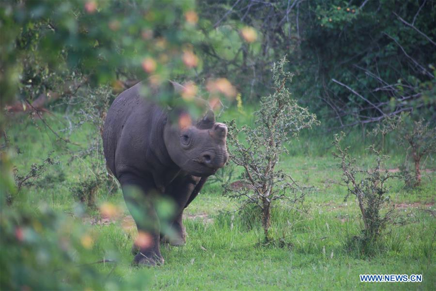 RWANDA-AKAGERA NATIONAL PARK-REINTRODUCTION-LIONS AND RHINOS