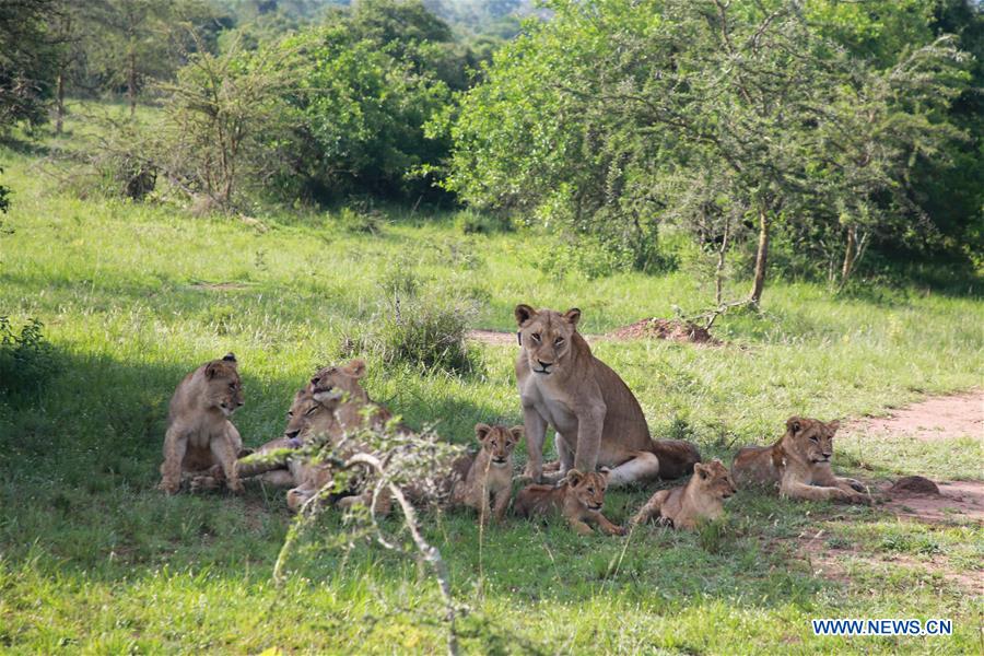 RWANDA-AKAGERA NATIONAL PARK-REINTRODUCTION-LIONS AND RHINOS