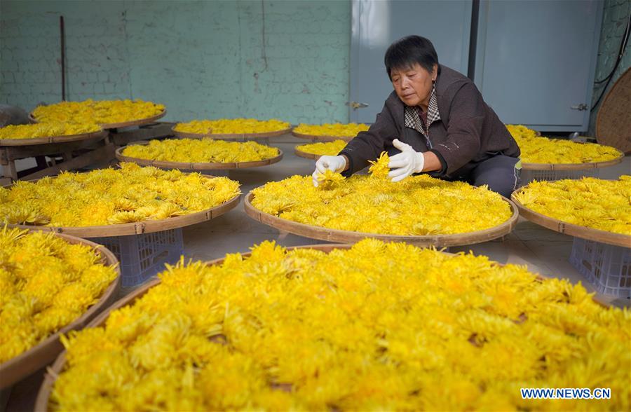 Chrysanthemum Planting Industry Boosts Locals' Income in China's Hebei
