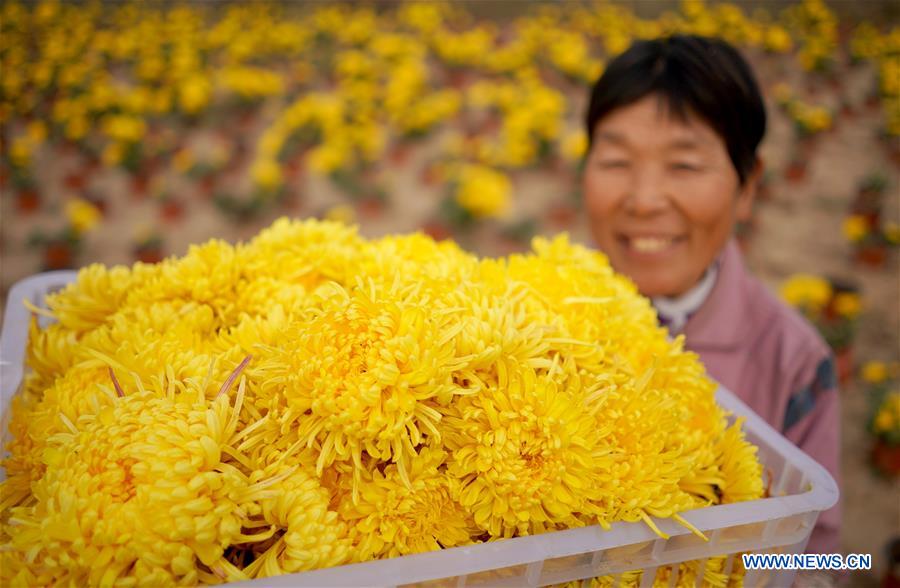 Chrysanthemum Planting Industry Boosts Locals' Income in China's Hebei