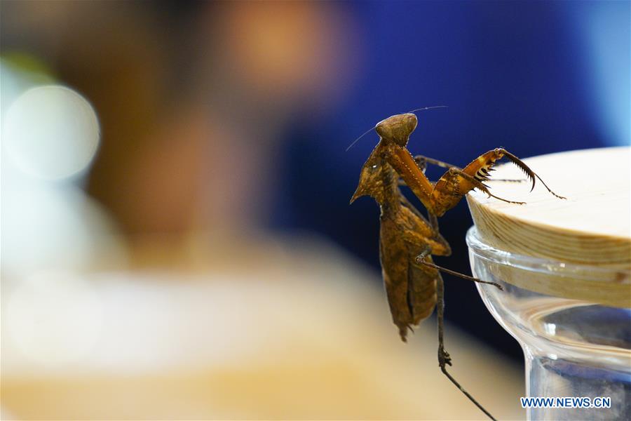 POLAND-WARSAW-EXOTIC ANIMALS FAIR