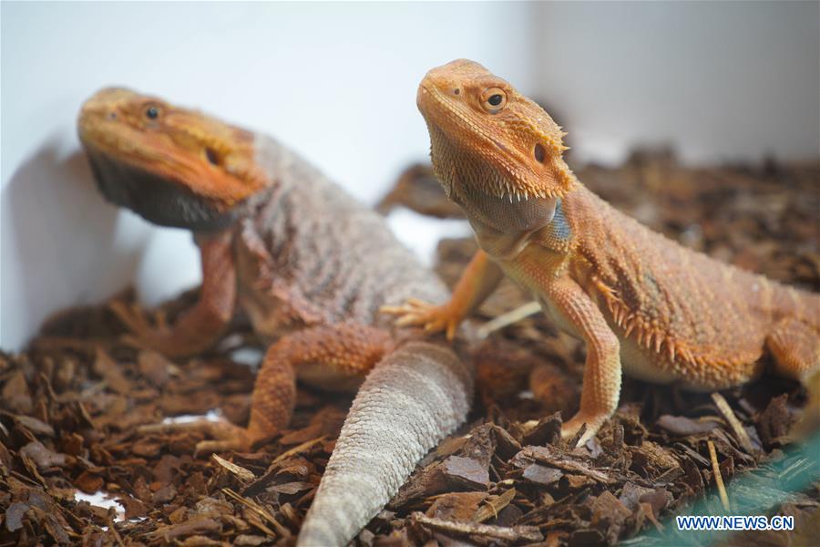 POLAND-WARSAW-EXOTIC ANIMALS FAIR