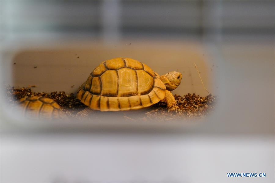 POLAND-WARSAW-EXOTIC ANIMALS FAIR