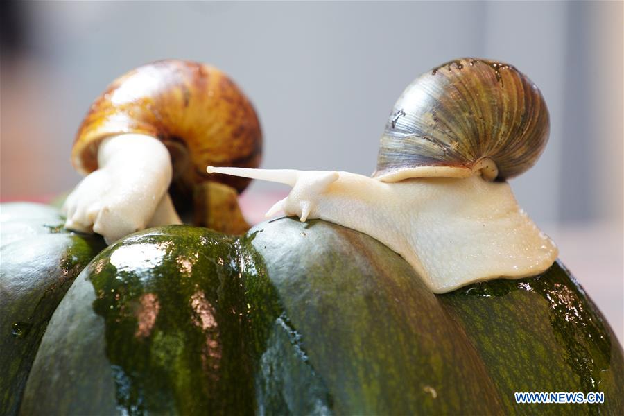 POLAND-WARSAW-EXOTIC ANIMALS FAIR