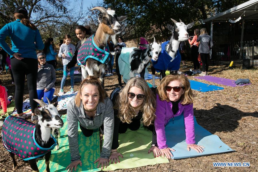 U.S.-TEXAS-DALLAS-YOGA-GOAT 