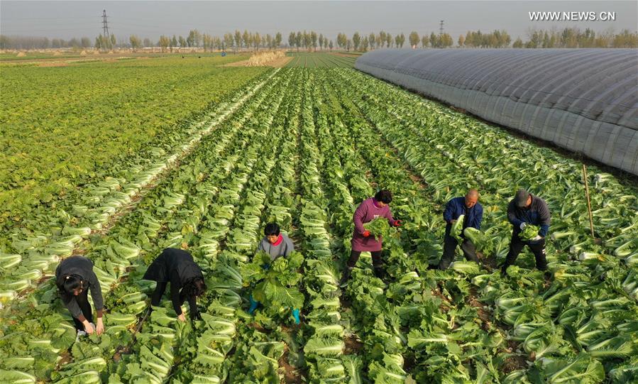 Vegetable Growing Promoted to Boost Farmers' Income in N China's Hebei
